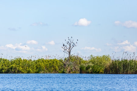 Beautiful landscape photo of Danube Delta in Romaniaの写真素材