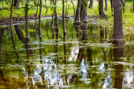 Photo of forest trees reflection in waterの写真素材