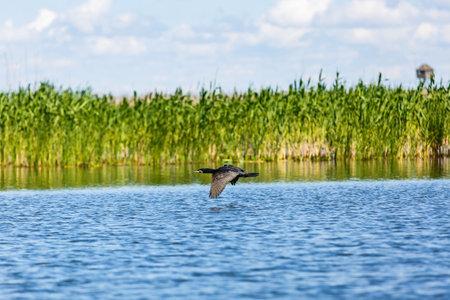 Flying great cormorant above water in Danube Deltaの写真素材