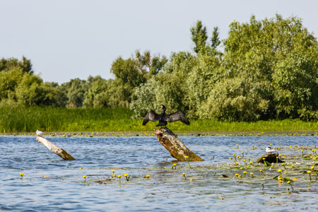 Landscape photo of beautiful Danube Delta wildlifeの写真素材