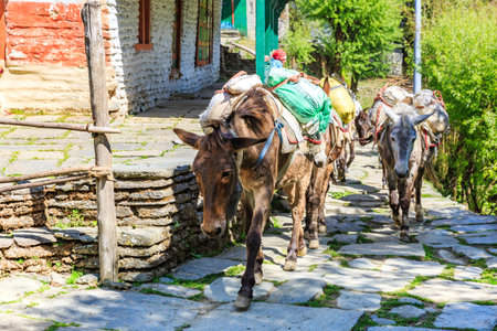 Photo of himalayan horse caravan transporting goodsの写真素材