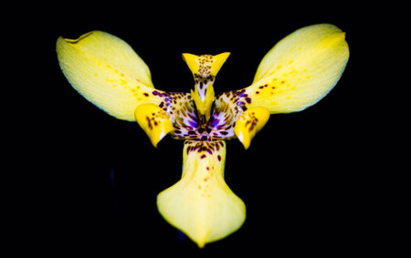 Yelloow flowerの素材