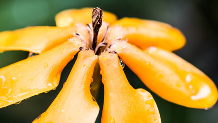 Yelloow flower