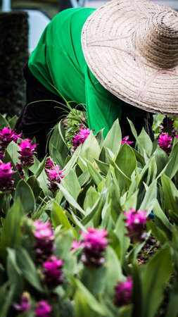 Working in the gardenの素材