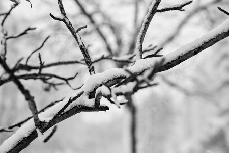 thin horizontal tree branch with frozen snow with white skyの写真素材