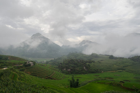 Vietnam grassland in a cloudy dayの写真素材