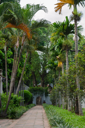 topical palms in a vietnam jungleの写真素材
