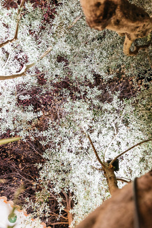 View from the ground of a tree canopy illuminated at nightの写真素材