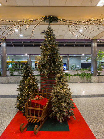 three Christmas trees of different sizes on a red carpetの写真素材