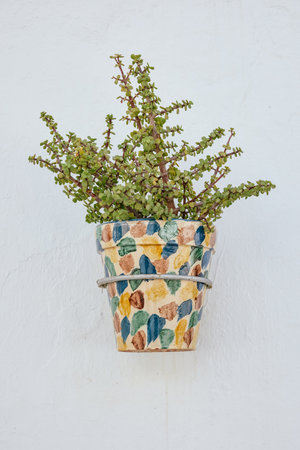 Colorful pot with tree of plenty on white background. Portulacaria afraの写真素材