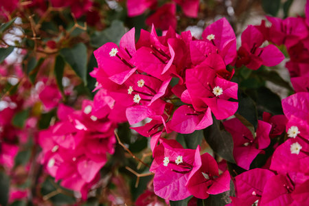 Close-up flower 'Saint Rita', garnet. Bougainvillea buttianaの写真素材