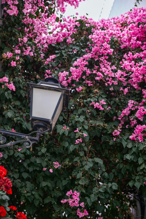 Lantern among a group of flowers Santa Rita, pink. Bougainvillea buttiana