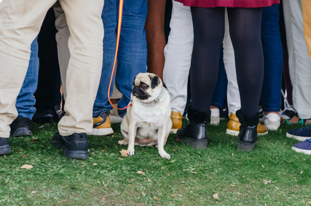 Pug dog sitting waiting for owner on leash with spanish flag with his back to a crowd of legs.の写真素材