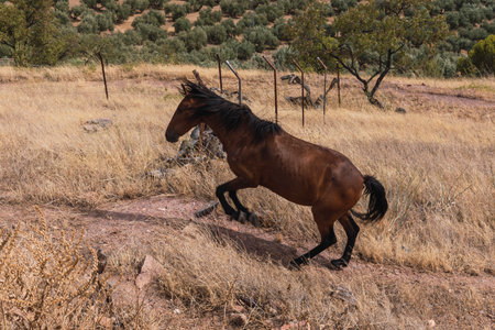 Brown horse on yellow grass and olive trees in the background jumping with front legs tied in Jaen, Andalusia, Spain.の写真素材