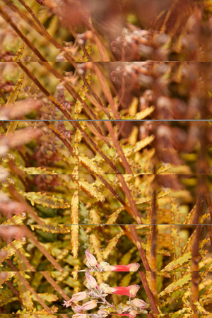 Banana tree planting in the Canary Islands. canary island bananaの写真素材