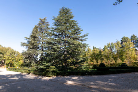 Crossroads with two large pine trees in the center of the picture in the gardens of La Granja de San Ildefonsoの写真素材