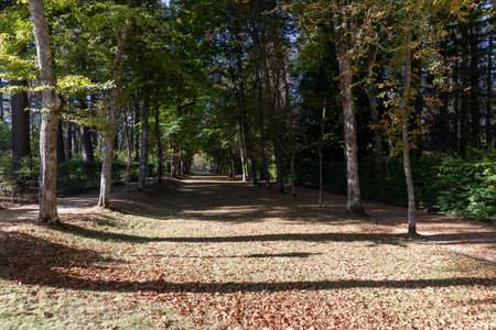 Path with sun and shadows of trees with earthen ground and leaves in autumn. San Ildefonso Farmの写真素材