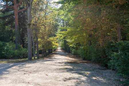 Sunny dirt road between bushes and trees. San Ildefonso Farmの写真素材