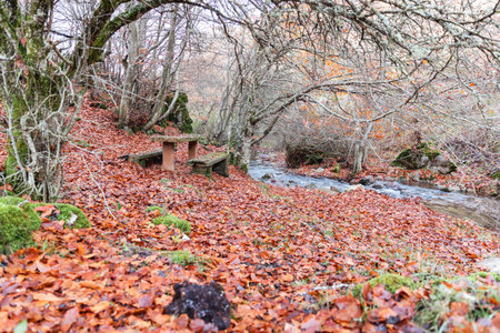 The forest floor, a lush brown carpet of autumn leaves, creating a picturesque leafy tapestry under the bare treesの写真素材