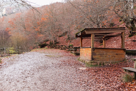 mbark on a magical journey along the forest path leading to the enchanting Faedo de CiÃ±era, where nature's wonders awaitの写真素材