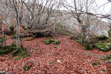 Experience the magic of Faedo de CiÃ±era, where brown leaves carpet the ground in an autumn symphonyの写真素材