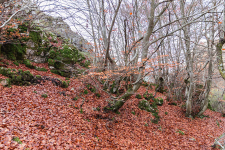 Witness the beauty of nature's rebirth as a tree trunk emerges gracefully from a bed of brown autumn leaves, a symbol of life's continuity and resilienceの写真素材