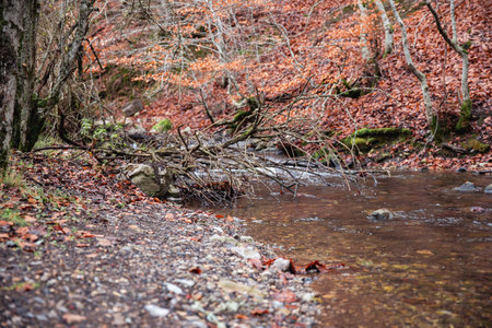 Follow the brown leaf-strewn path along the river in Faedo de CiÃ±era, immersed in nature's autumn wonderの写真素材