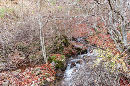 Discover the enchantment of Faedo de CiÃ±era as a river meanders through the forest, surrounded by the mesmerizing magic of autumn's brown huesの写真素材