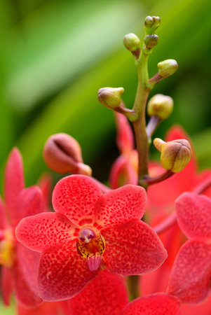 The red Vanda orchid flower on green background.の写真素材