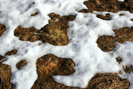 some thawed snow in springの写真素材