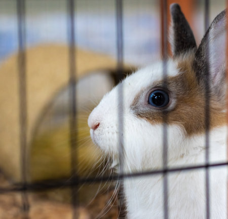 White and brown rabbit in an animal shelter is inside the hutch. The background is a brown blurred strawの写真素材