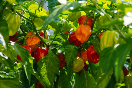 Health plant of chili pepper "Habanero Red", growing in a gardenの写真素材