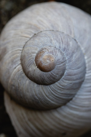 macro close up of a snail shell