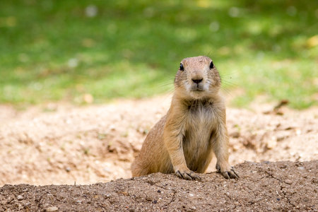 Black-tailed prairie gopher dog got out of the holeの写真素材