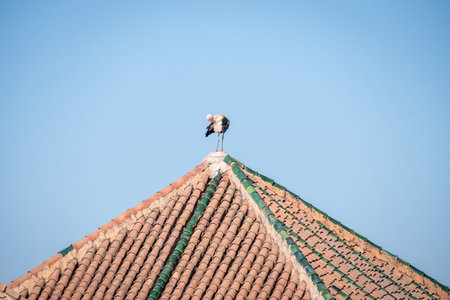 A stork stands on top of a tiled roof.の写真素材