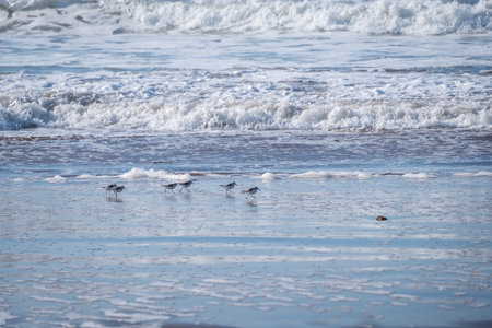 Small Calidris birds on the shores of the Atlantic Ocean in Morocco are running for preyの写真素材