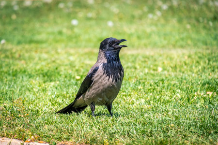 Raven in green gardenの写真素材