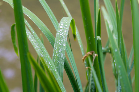 Water drops on the green grassの写真素材