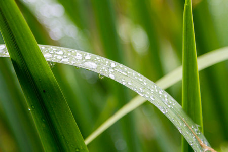 Water drops on the green grassの写真素材