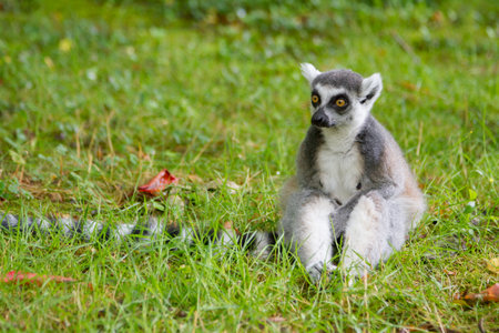 Lemur is sitting on the grass and thinkingの写真素材