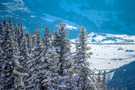Firs with snow cap in the Alps in Austria in the rays of the sun against the backdrop of the villageの写真素材