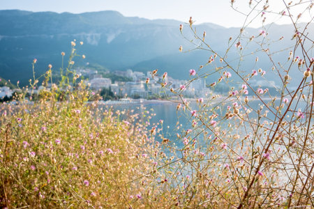 Close up of grass with flowers with sea in the backgroundの写真素材