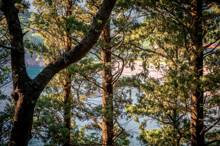 Blue sea with sun reflections trough the treesの写真素材
