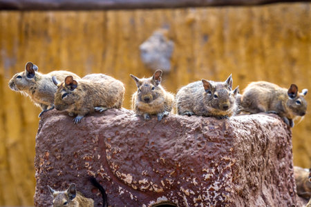 several cute degu are sitting on a rockの写真素材