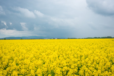 Mustard field on the background of cloudy sky