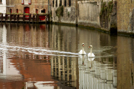Two white swans swim along a canal in Bruges Belgiumの写真素材