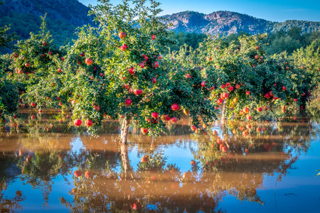 Turkey Pomegranates Garden in water after rainの写真素材