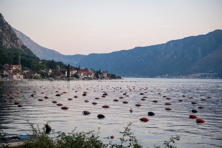 Oyster farms in the Kotor Bay, Montenegro, Kotor-Risan