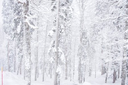 Forest after a heavy snowfall. Winter landscape.の写真素材