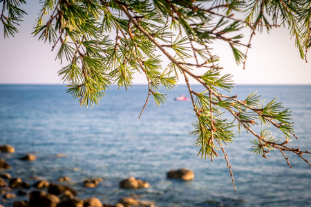 conifer on the background of the sea in summer in Montenegroの写真素材
